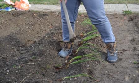 Huerto plantación